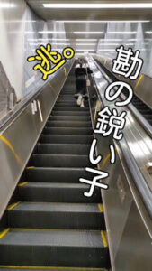 p236713664b3f821598b